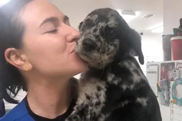 vet kissing puppy