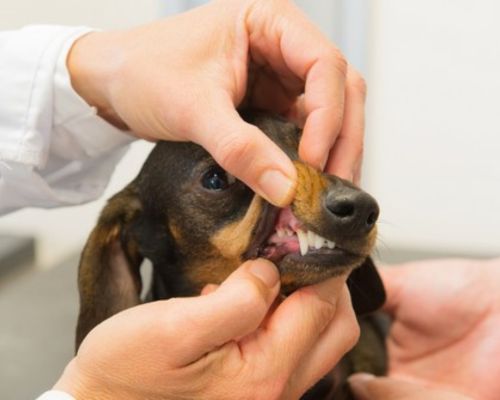 Pet Dentistry image