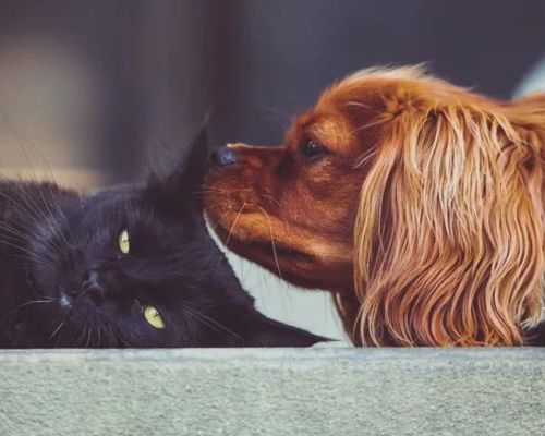 Pet Dog And Cat Together Sniff